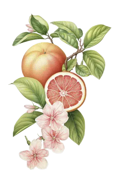 Pink Grapefruit