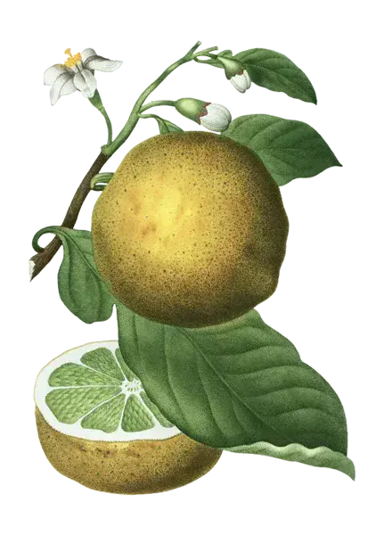 Pomelo