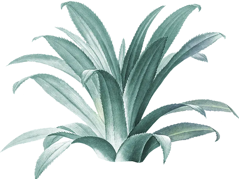 BLUE WEBER AGAVE